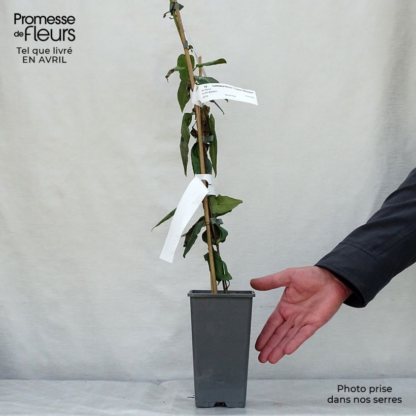 Spécimen de Chèvrefeuille de Henry - Lonicera henryi Copper Beauty Pot de 2L/3L tel que livré au printemps