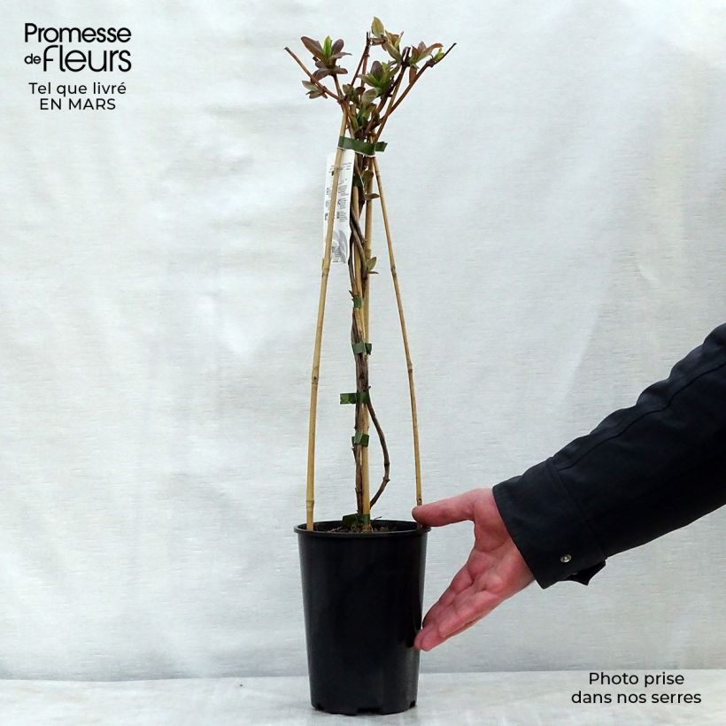 Amostra de Lonicera tellmaniana Vaso de 2 L/3 L tal como entregue na primavera