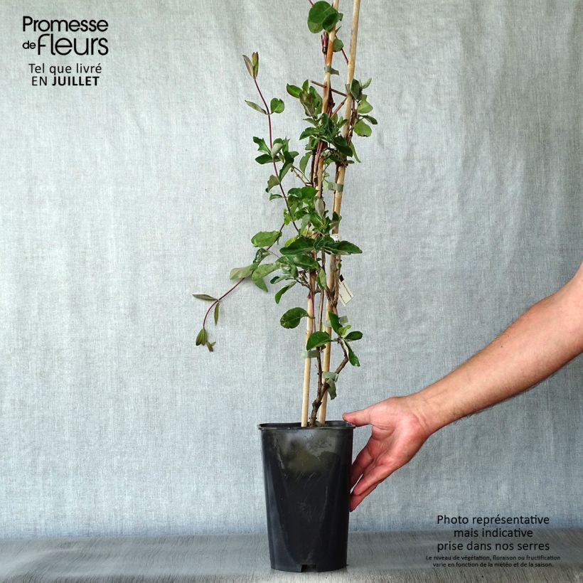 Spécimen de Chèvrefeuille des bois - Lonicera periclymenum Serotina Pot de 2L/3L tel que livré en été