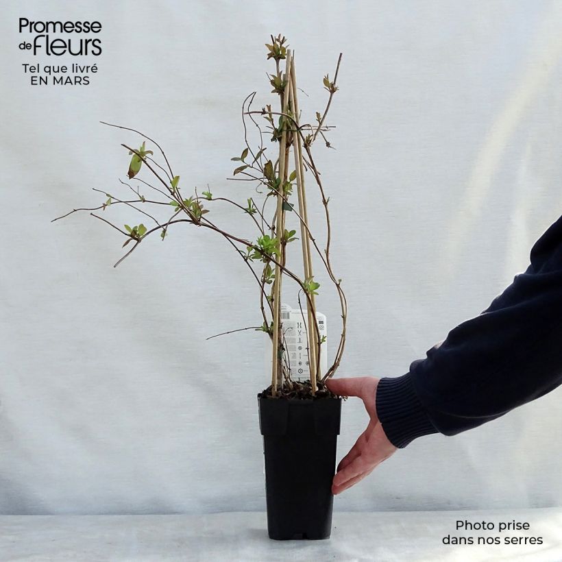 Spécimen de Chèvrefeuille du Japon Halliana - Lonicera japonica Pot de 2L/3L tel que livré au printemps