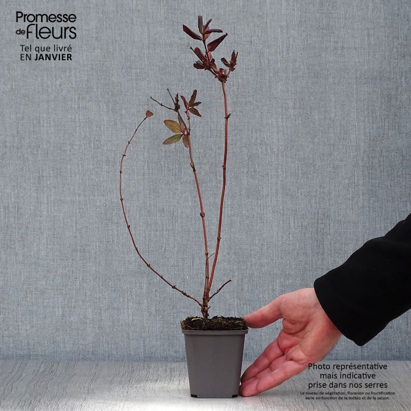 Spécimen de Chèvrefeuille du Japon - Lonicera japonica Dart's Acumen Godet de 8/9 cm tel que livré en hiver