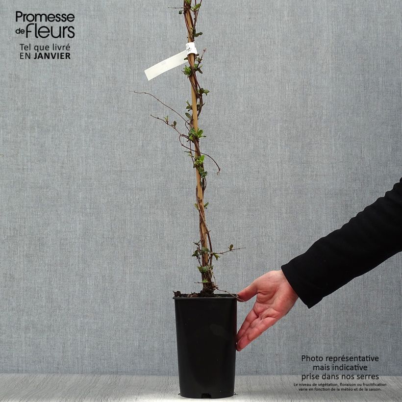 Spécimen de Chèvrefeuille du Japon - Lonicera japonica Dart's World Pot de 3L/4L tel que livré en hiver