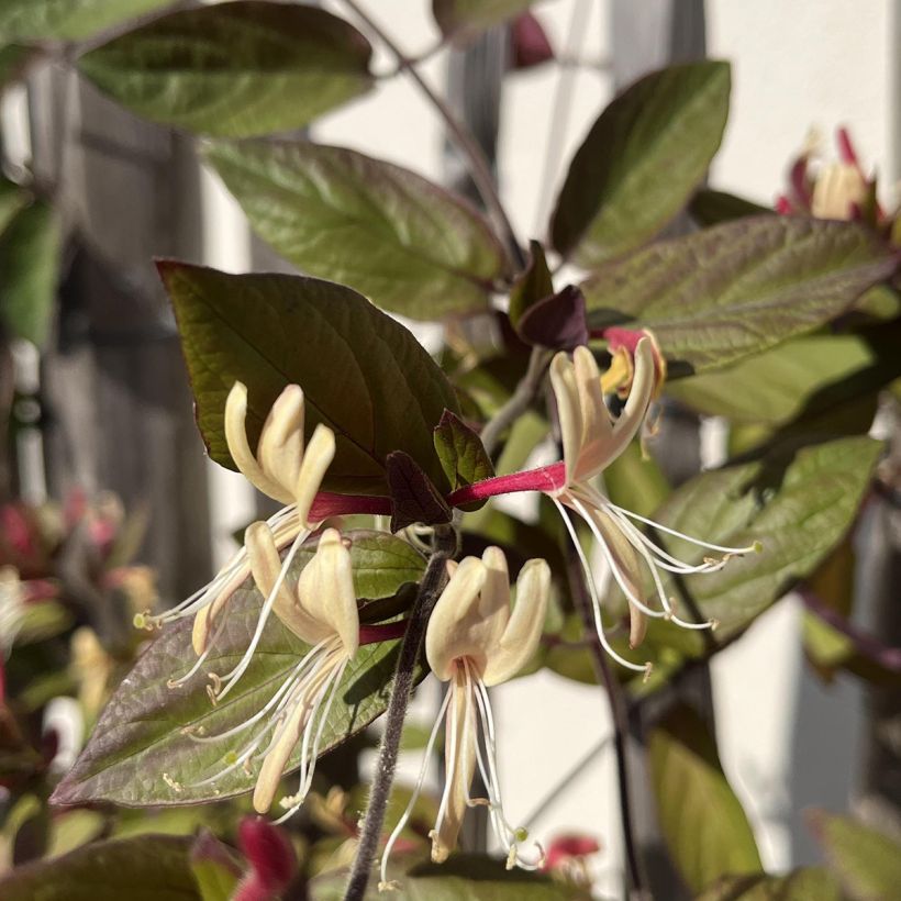 Chèvrefeuille du Japon - Lonicera japonica Sinensis (Floraison)