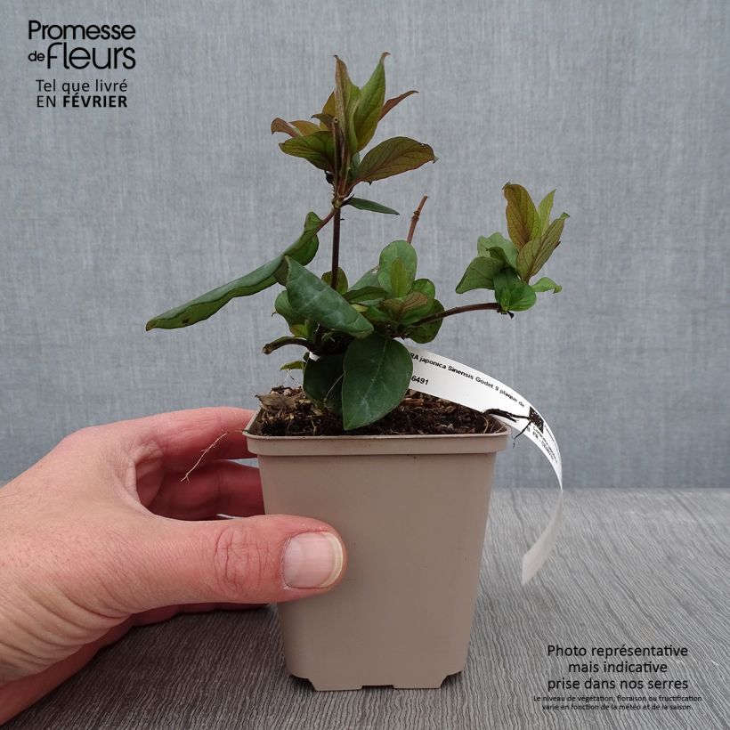 Spécimen de Chèvrefeuille du Japon - Lonicera japonica Sinensis Godet de 8/9 cm tel que livré en hiver