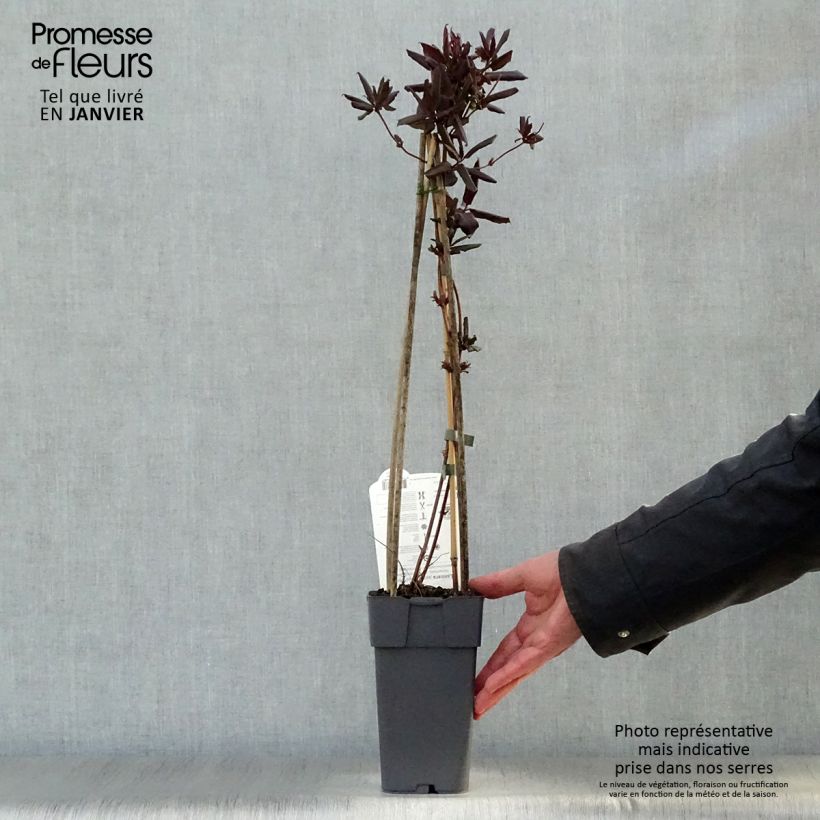 Spécimen de Chèvrefeuille du Japon Red World - Lonicera japonica Pot de 2L/3L tel que livré en hiver