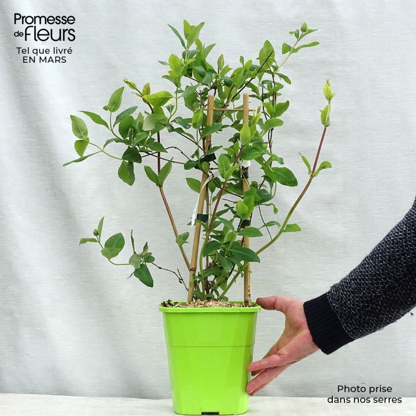Spécimen de Chèvrefeuille du Japon Sweet Isabel - Lonicera japonica Pot de 3L/4L tel que livré au printemps