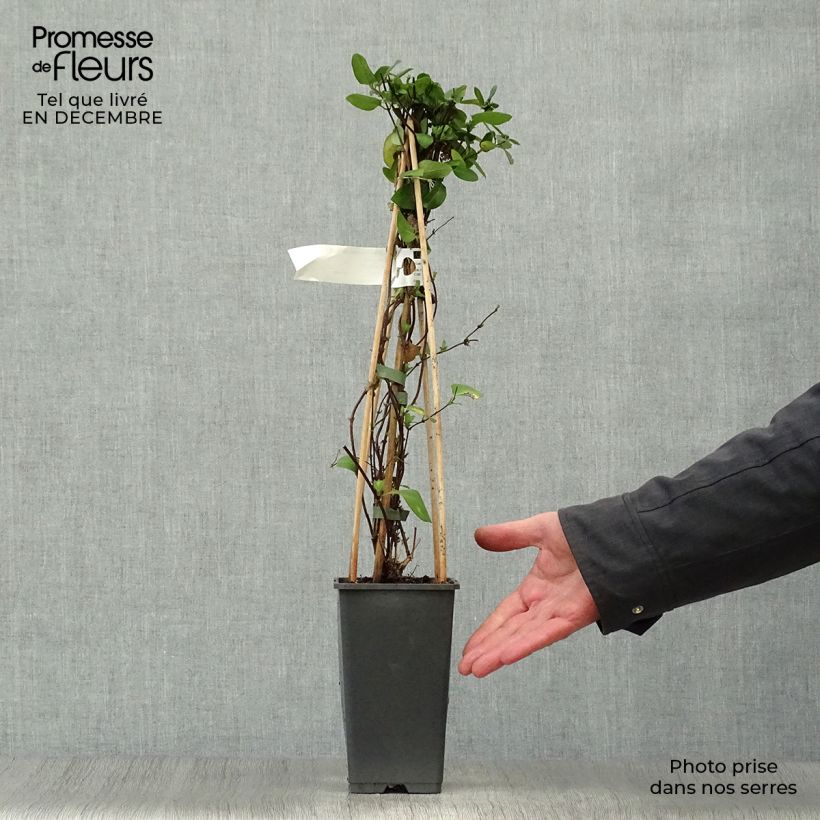 Spécimen de Chèvrefeuille du japon - Lonicera japonica Hall's Prolific Pot de 2L/3L tel que livré en hiver