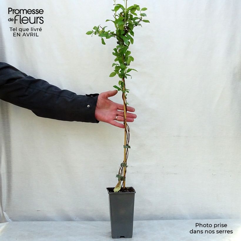 Spécimen de Chèvrefeuille du japon - Lonicera japonica Hall's Prolific Pot de 2L/3L tel que livré au printemps