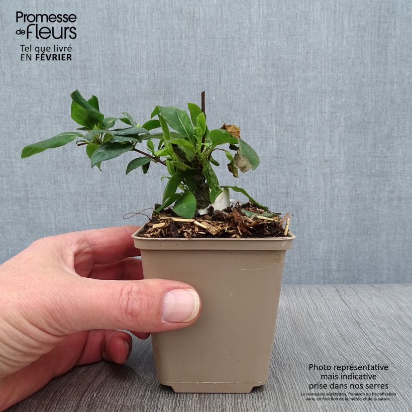 Spécimen de Chèvrefeuille du japon - Lonicera japonica Hall's Prolific Godet de 8/9 cm tel que livré en hiver