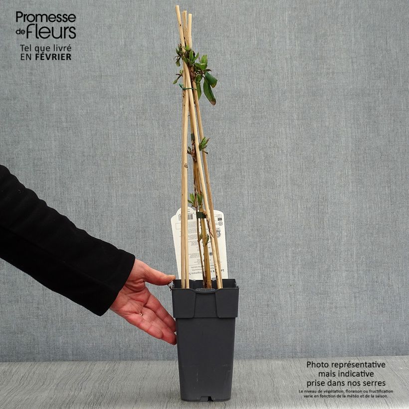 Spécimen de Chèvrefeuille grimpant Dropmore Scarlet - Lonicera (x) brownii Pot de 1L/1,5L tel que livré en hiver