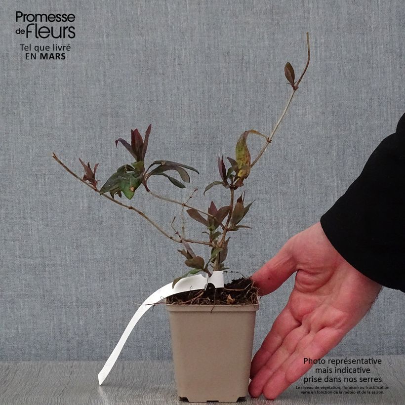 Spécimen de Chèvrefeuille heckrotii Gold Flame - Lonicera Godet de 8/9 cm tel que livré en hiver