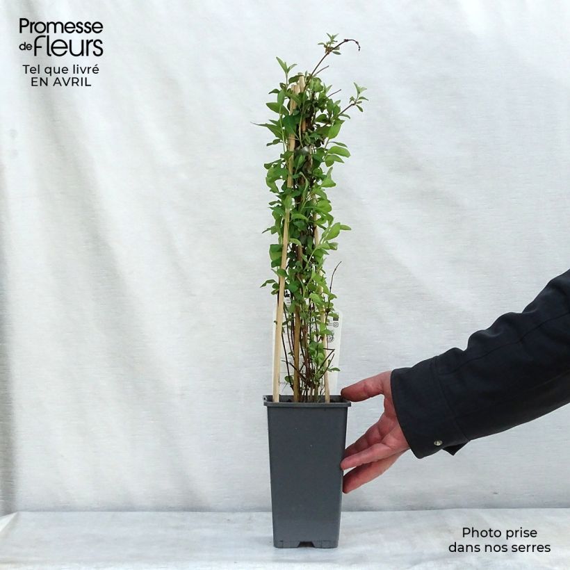 Spécimen de Chèvrefeuille heckrotii Gold Flame - Lonicera Pot de 2L/3L tel que livré au printemps