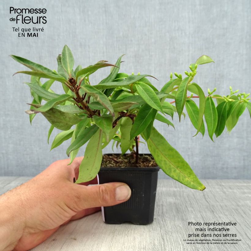 Spécimen de Chèvrefeuille hybride - Lonicera Marinella Godet de 8/9 cm tel que livré au printemps