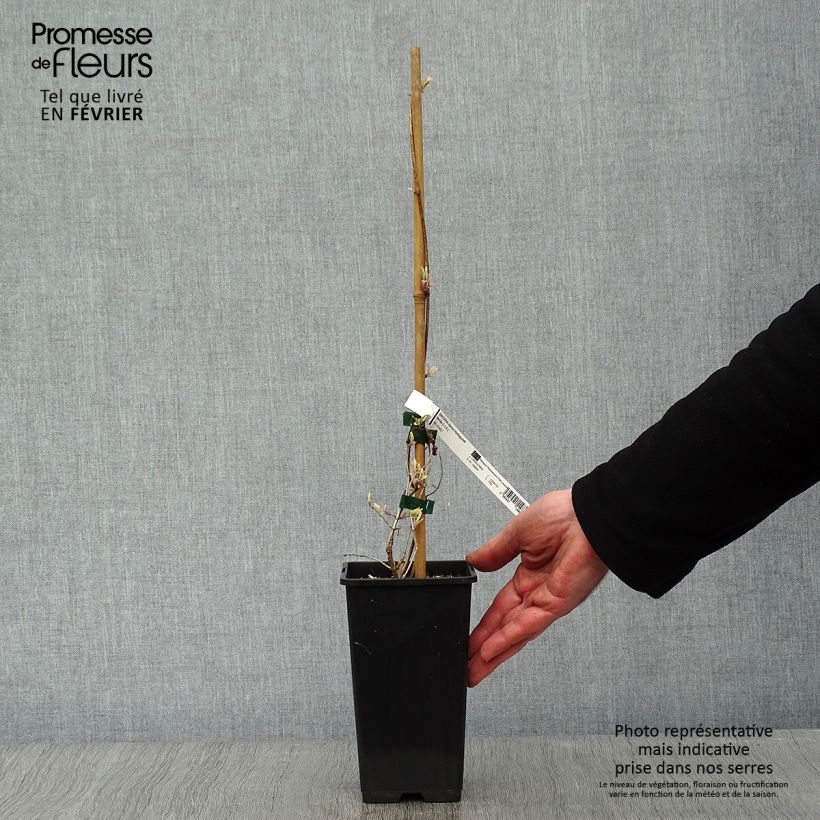 Spécimen de Chèvrefeuille panaché - Lonicera x italica Harlequin Pot de 1,5L/2L tel que livré en hiver