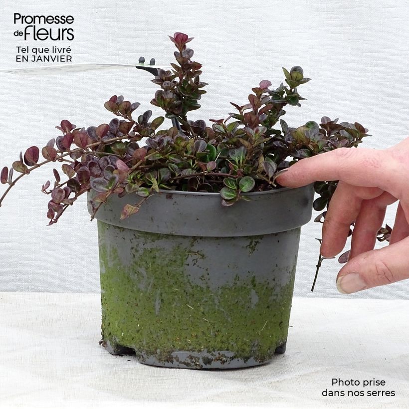 Spécimen de Chèvrefeuille rampant Little Honey - Lonicera crassifolia Pot de 2L/3L tel que livré en hiver