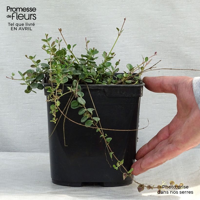 Spécimen de Chèvrefeuille rampant Little Honey - Lonicera crassifolia Pot de 2L/3L tel que livré au printemps