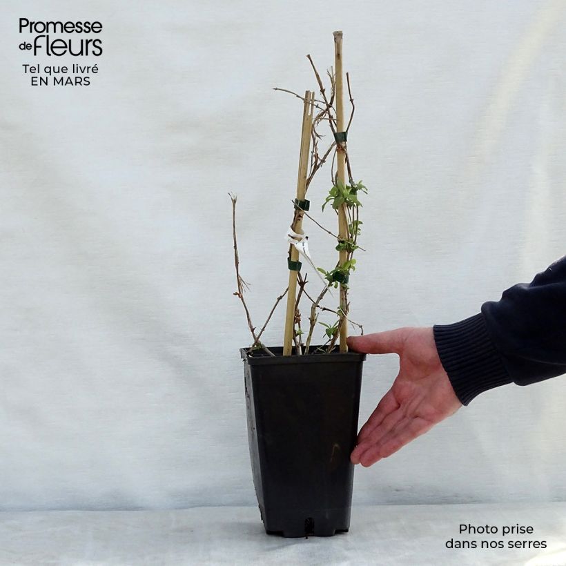 Lonicera brownii Golden Trumpet - Caprifoglio rampicante Vaso da 2L/3L esemplare consegnato in primavera