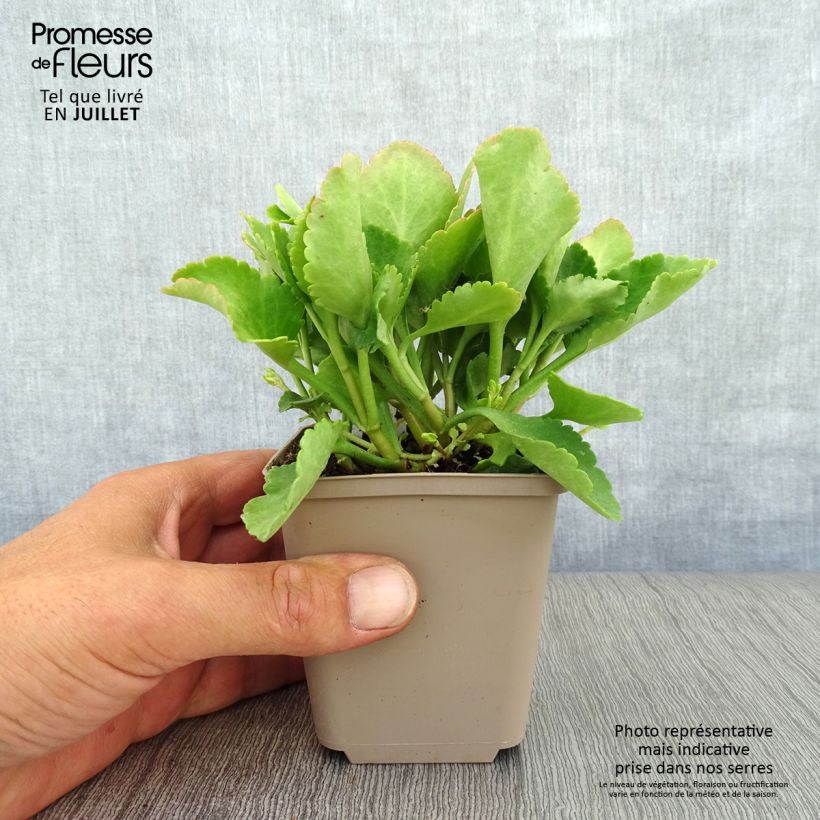Spécimen de Chiastophyllum oppositifolium - Goutte d'Or Godet de 8/9 cm tel que livré en été
