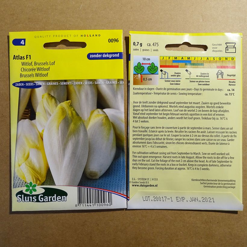 Exemple de spécimen de Chicorée endive Witloof Atlas F1 le sachet de 475 graines (0.7g) tel que livré