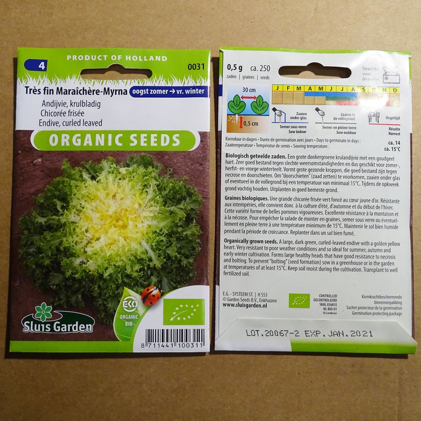 Exemple de spécimen de Chicorée frisée très fine maraîchère Myrna  le sachet de 500 graines (0.8g) tel que livré