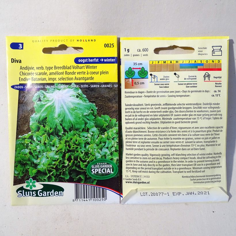 Exemple de spécimen de Chicorée scarole Diva - Cichorium endivia var. latifolium le sachet de 600 graines (1g) tel que livré