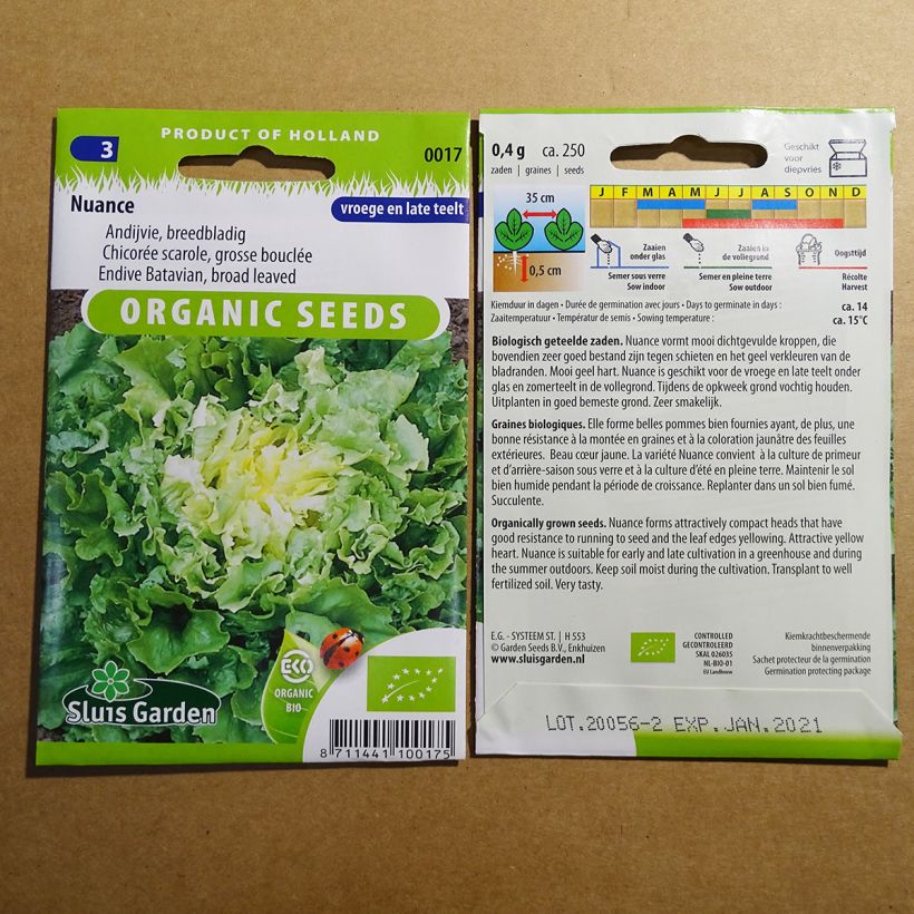 Exemple de spécimen de Chicorée scarole Nuance BIO - Cichorium endivia var. latifolium  le sachet de 250 graines tel que livré