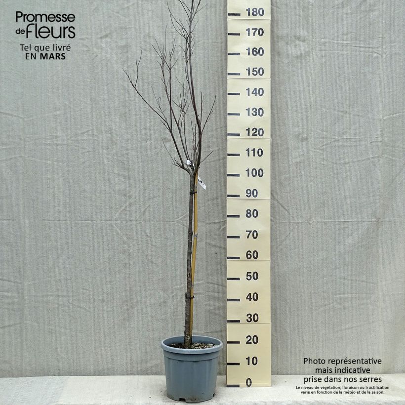 Spécimen de Chilopsis linearis - Saule du désert Pot de 12L/15L, Demi-tige tel que livré au printemps