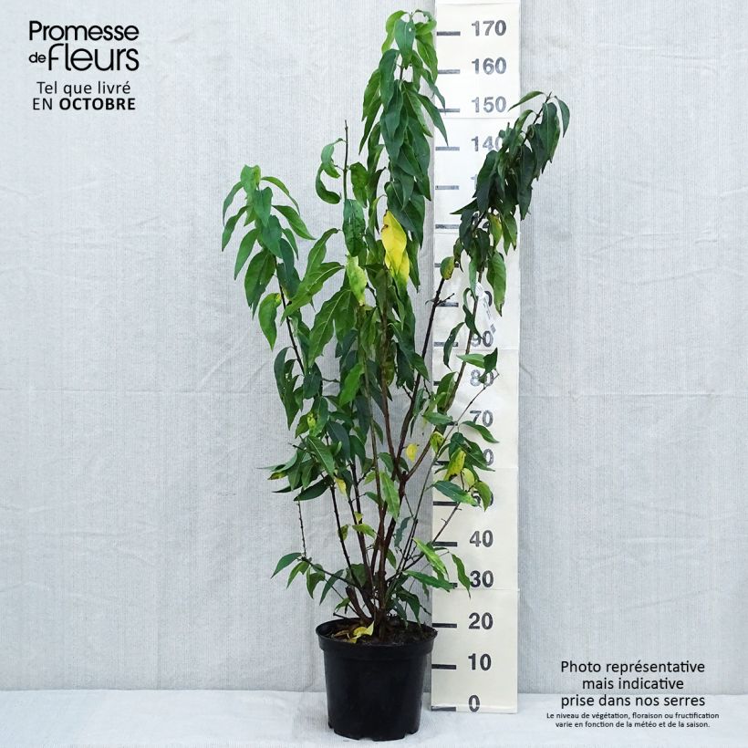Spécimen de Chimonanthus praecox Grandiflorus Pot de 7,5L/10L tel que livré en automne