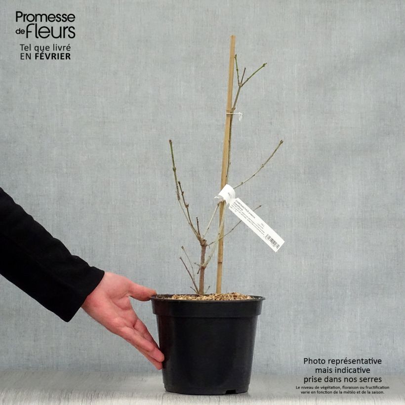 Spécimen de Chimonanthus praecox Grandiflorus Pot de 4L/5L, Touffe tel que livré en hiver