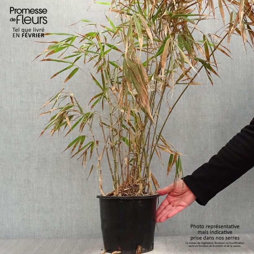 Spécimen de Chimonobambusa quadrangularis - Bambou moyen Pot de 4L/5L tel que livré en hiver