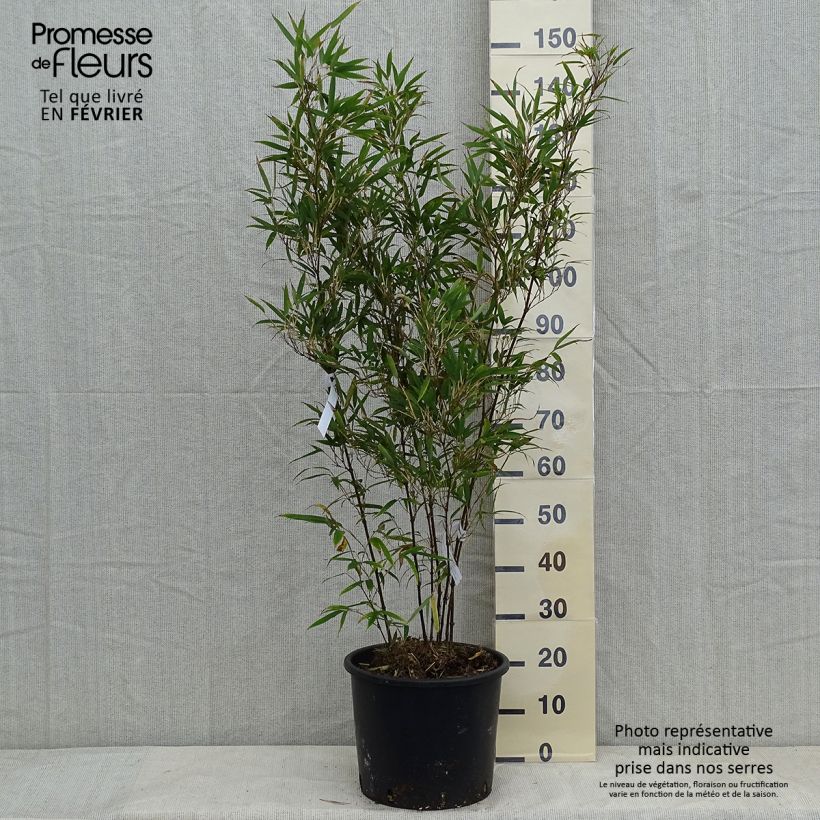Spécimen de Chimonobambusa tumidissinoda Macrophylla - Bambou moyen Pot de 12L/15L tel que livré en hiver