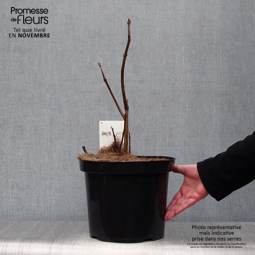 Spécimen de Chionanthus virginicus - Arbre de neige Pot de 4L/5L tel que livré en automne