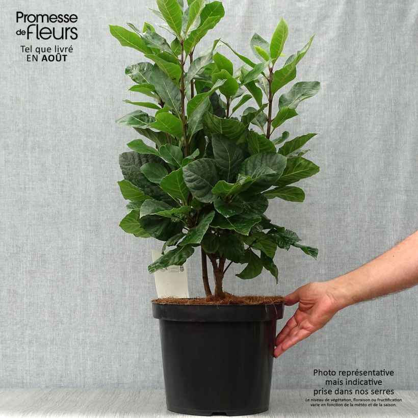 Spécimen de Chionanthus virginicus - Arbre de neige Pot de 4L/5L tel que livré en été