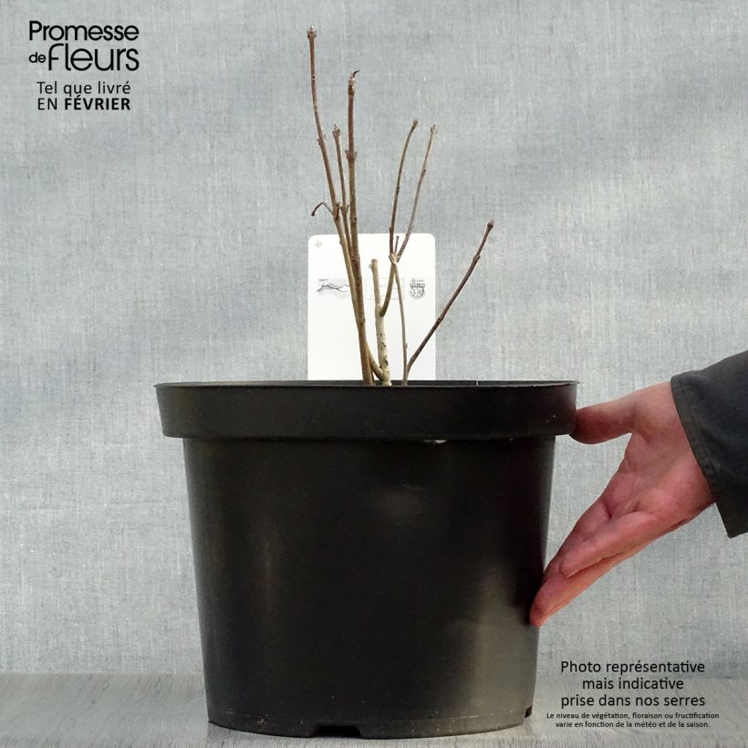 Spécimen de Chionanthus virginicus - Arbre de neige Pot de 4L/5L tel que livré en hiver