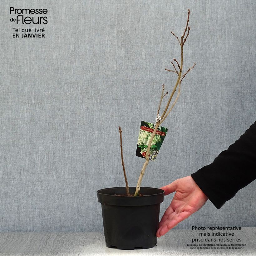 Spécimen de Chionanthus virginicus - Arbre de neige Pot de 2L/3L tel que livré en hiver