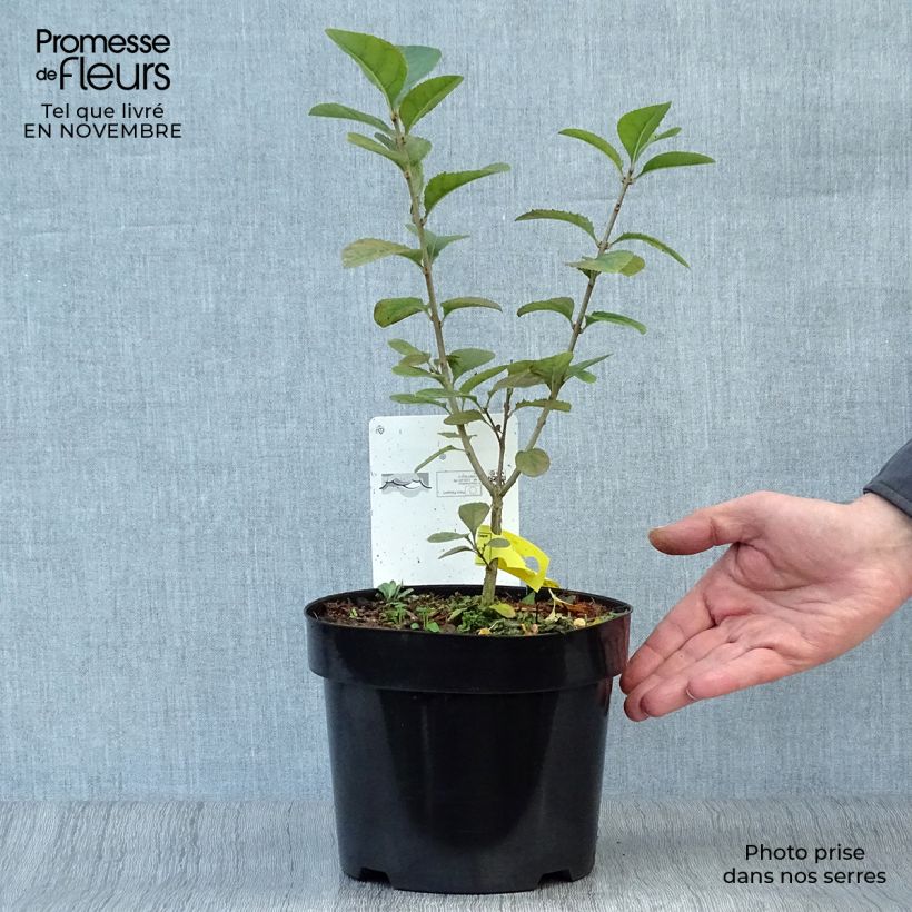 Spécimen de Chionanthus retusus - Arbre de neige Pot de 3L/4L tel que livré en automne