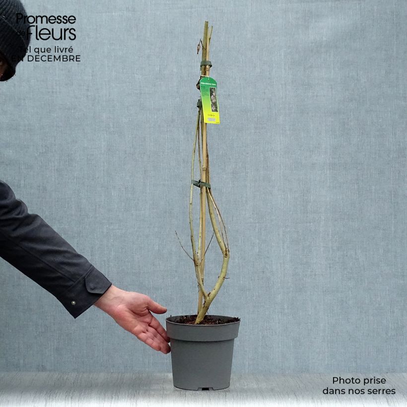 Spécimen de Chitalpa de Taschkent - Chitalpa tashkentensis Summer Bells Minsum Pot de 2L/3L tel que livré en hiver