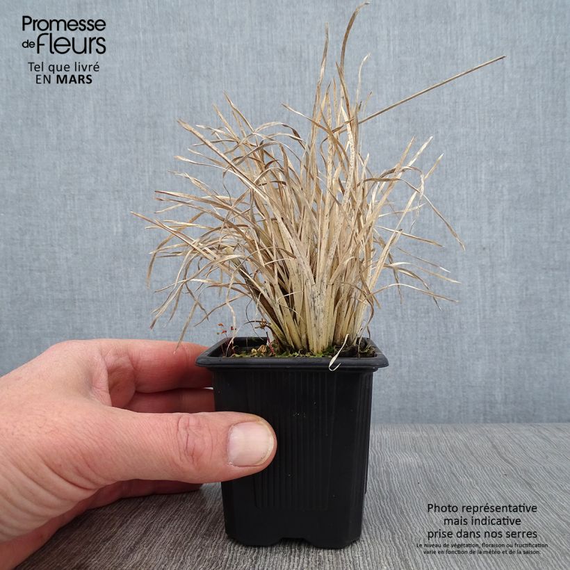 Spécimen de Chloris virgata - Herbe à plumes de Rhodes Godet de 8/9 cm tel que livré en hiver