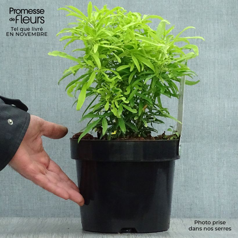 Spécimen de Choisya Aztec Gold - Oranger du Mexique Pot de 2L/3L tel que livré en automne