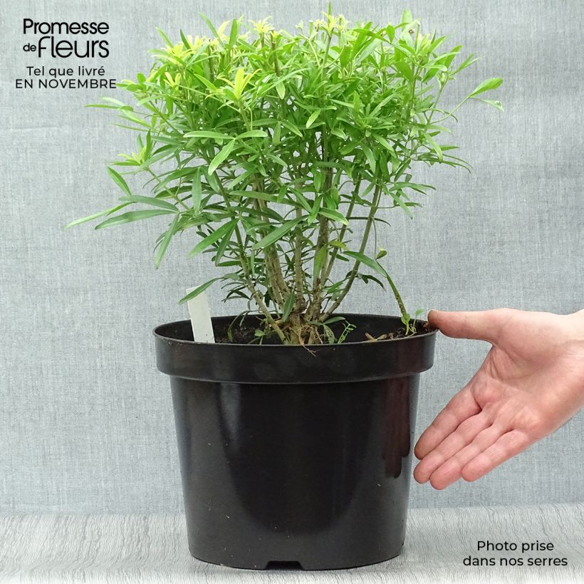 Spécimen de Choisya Aztec Gold - Oranger du Mexique Pot de 7,5L/10L tel que livré en automne