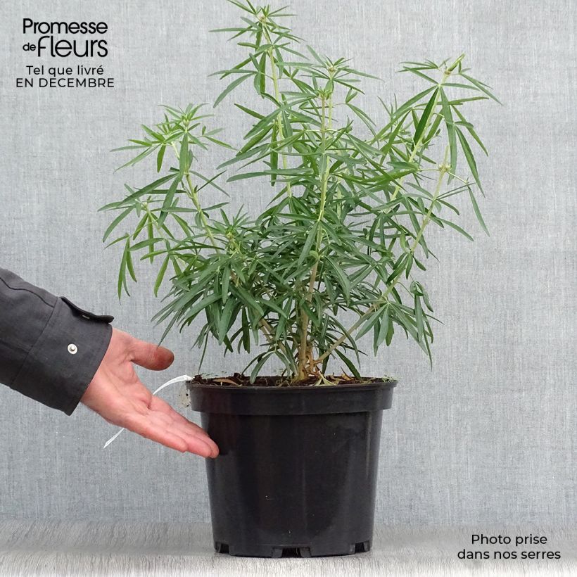 Spécimen de Choisya Aztec Pearl - Oranger du Mexique Pot de 4L/5L tel que livré en hiver