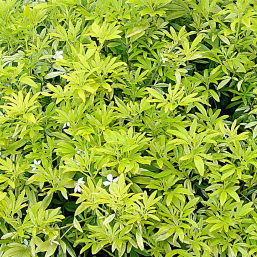 Laranjeira-do-México Goldfinger - Choisya ternata (Folhagem)