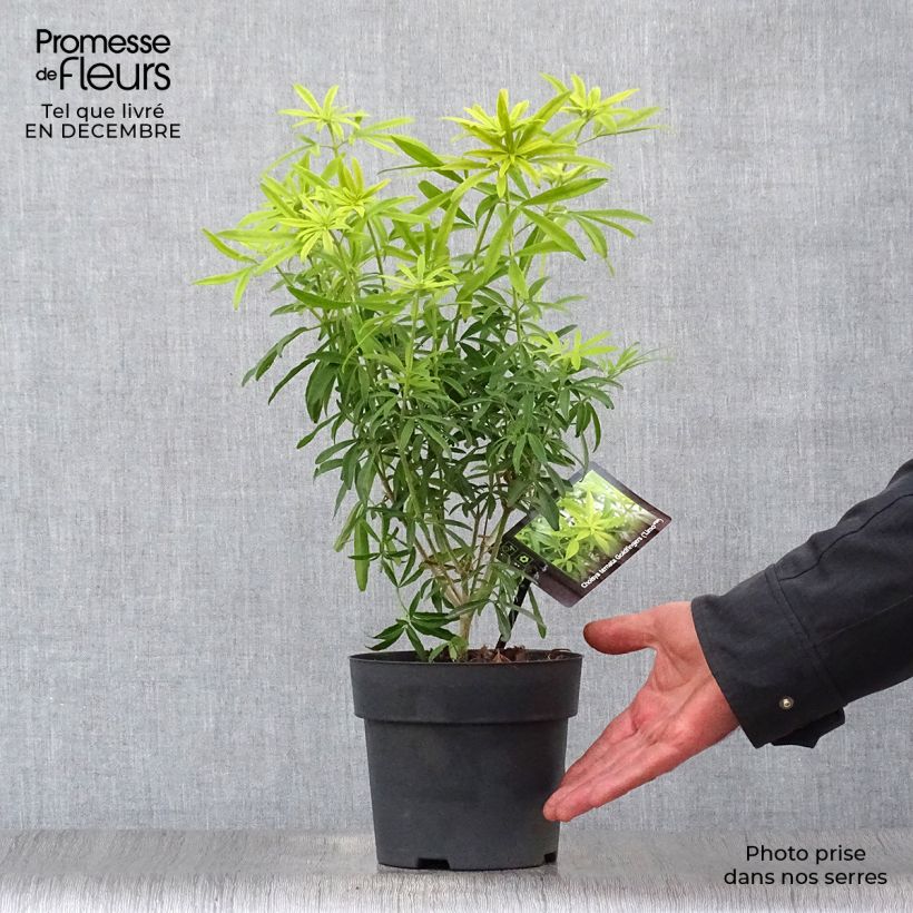 Spécimen de Choisya Goldfinger - Oranger du Mexique Pot de 1,5L/2L tel que livré en hiver