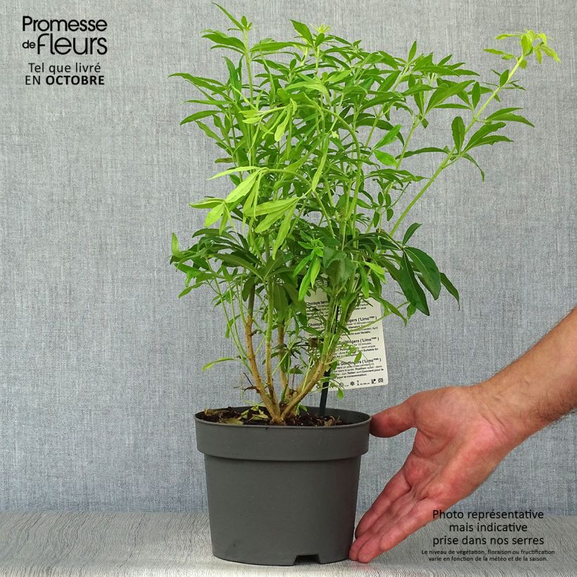 Spécimen de Choisya Goldfinger - Oranger du Mexique Pot de 1,5L/2L tel que livré en automne