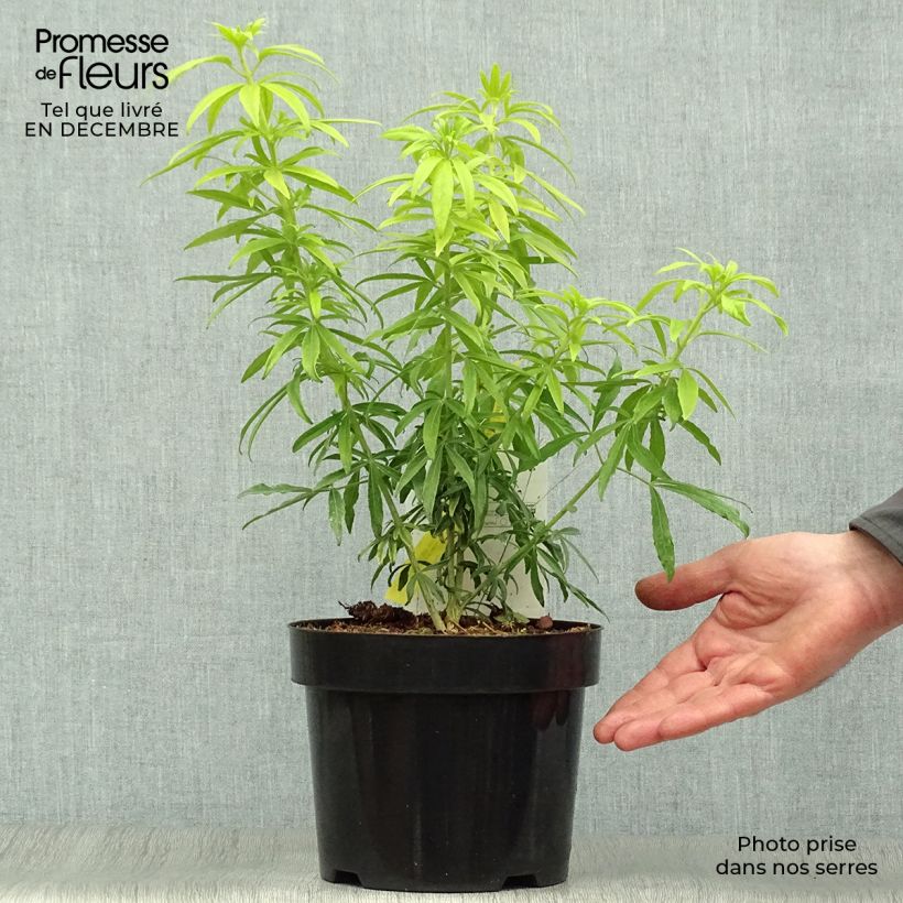 Spécimen de Choisya Goldfinger - Oranger du Mexique Pot de 3L/4L tel que livré en hiver