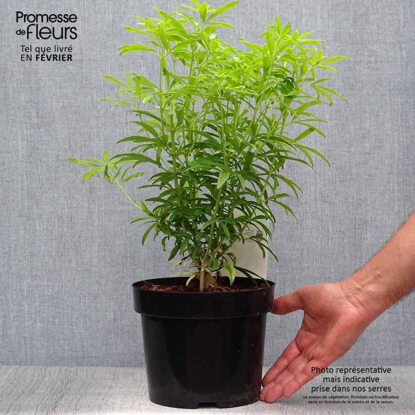 Spécimen de Choisya Goldfinger - Oranger du Mexique Pot de 3L/4L tel que livré en automne