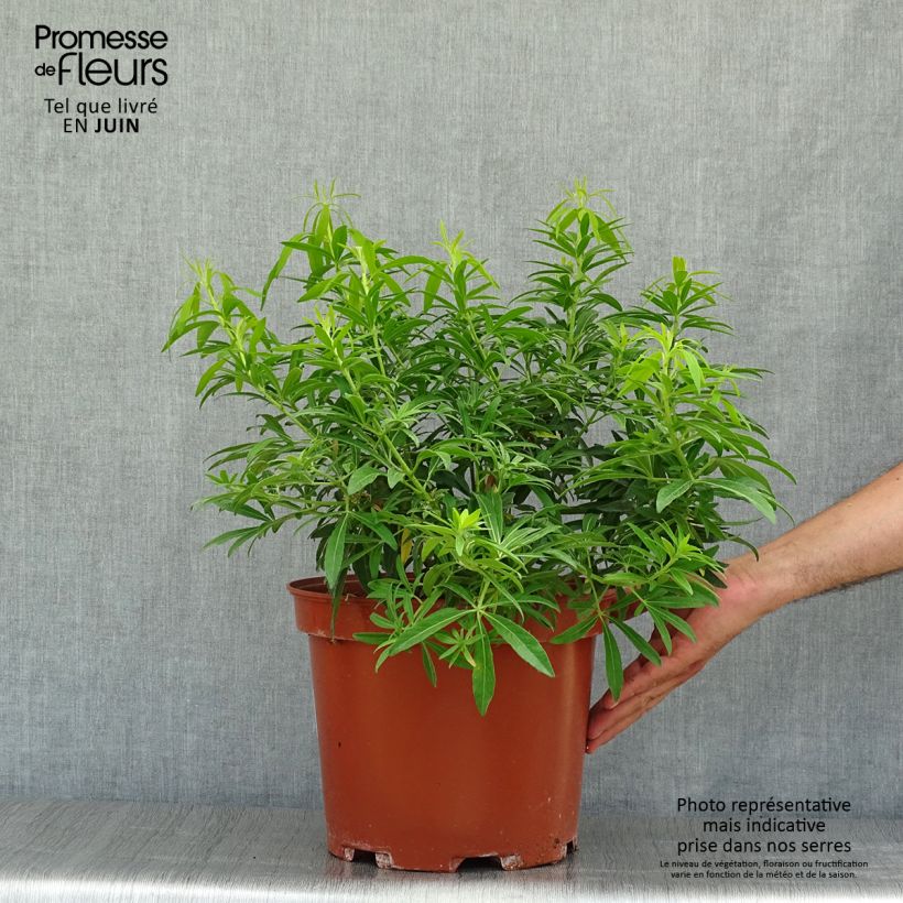 Spécimen de Choisya Goldfinger - Oranger du Mexique Pot de 7,5L/10L tel que livré en été