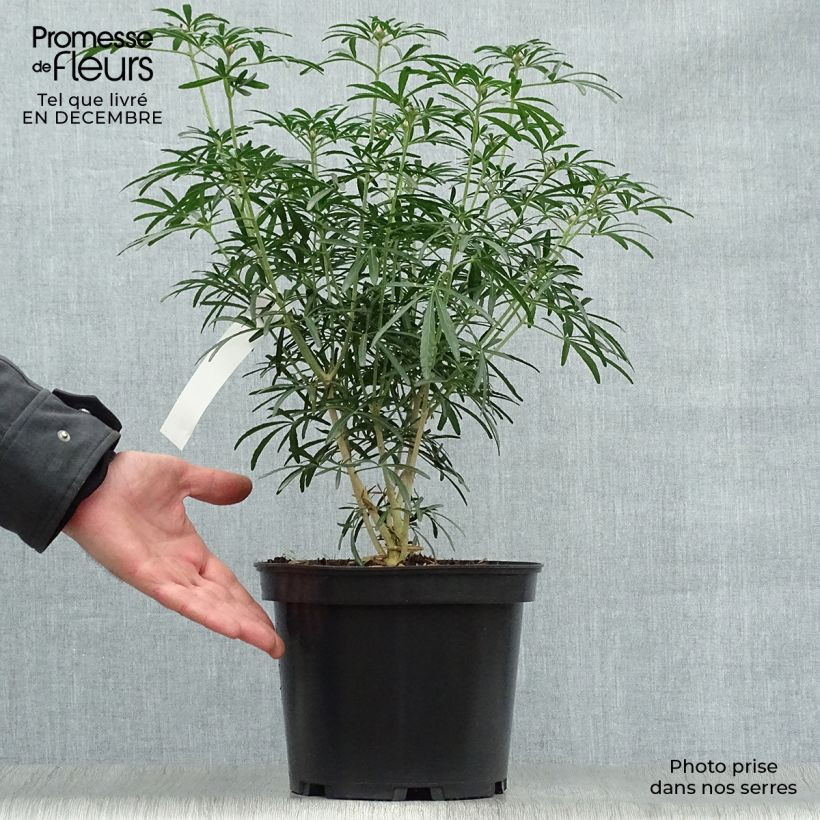 Spécimen de Choisya Scented Gem - Oranger du Mexique Pot de 2L/3L tel que livré en hiver