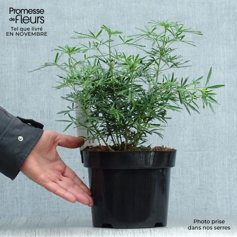 Spécimen de Choisya White Dazzler - Oranger du Mexique nain Pot de 7,5L/10L tel que livré en automne