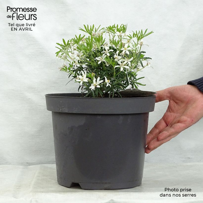 Spécimen de Choisya White Dazzler - Oranger du Mexique nain Pot de 7,5L/10L tel que livré au printemps